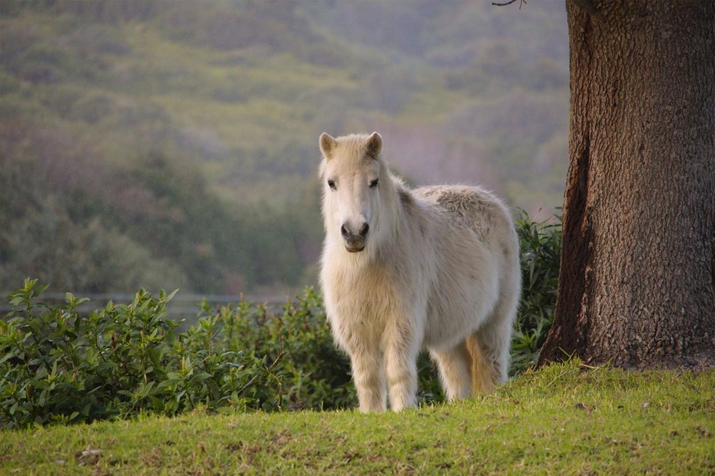 Dickes Pferd mit Übergewicht