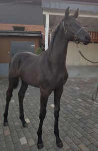 Trakehner Modeste