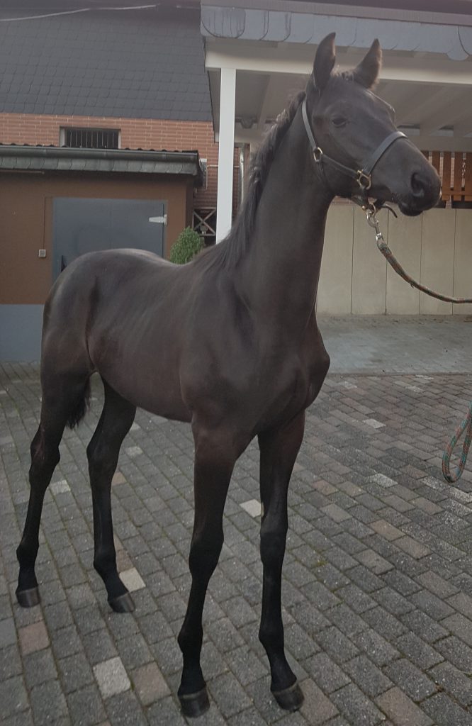 Trakehner Modeste