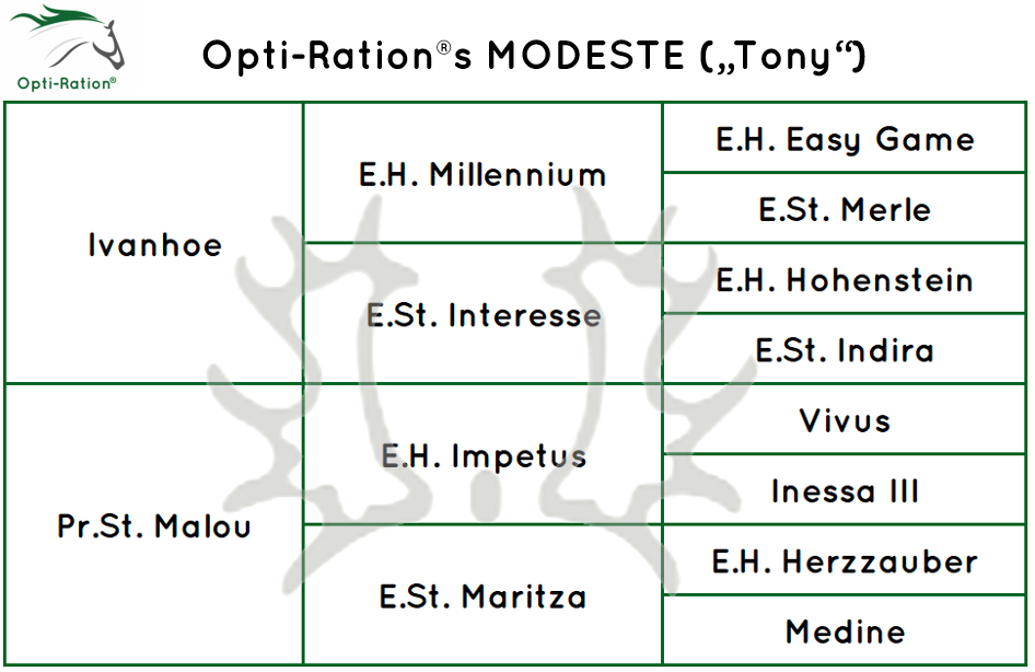 Abstammung Modeste