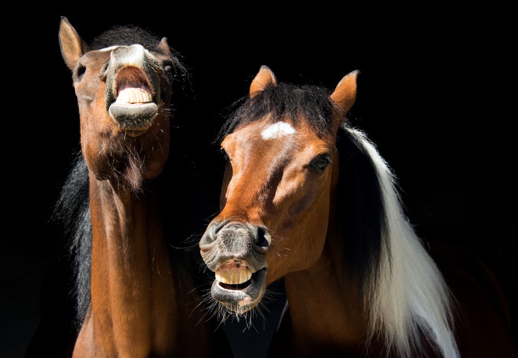 Flehmen